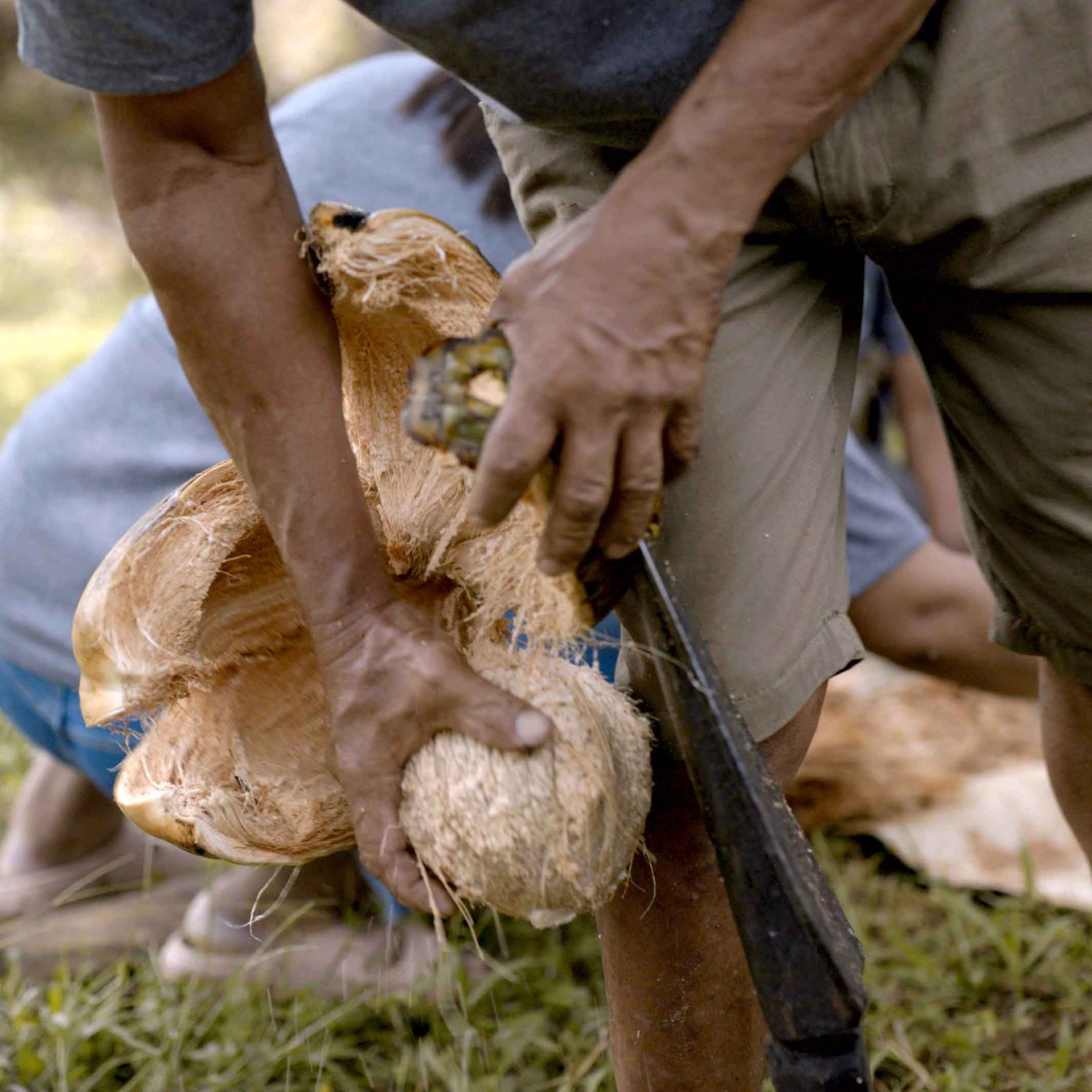 Harvesting coconut