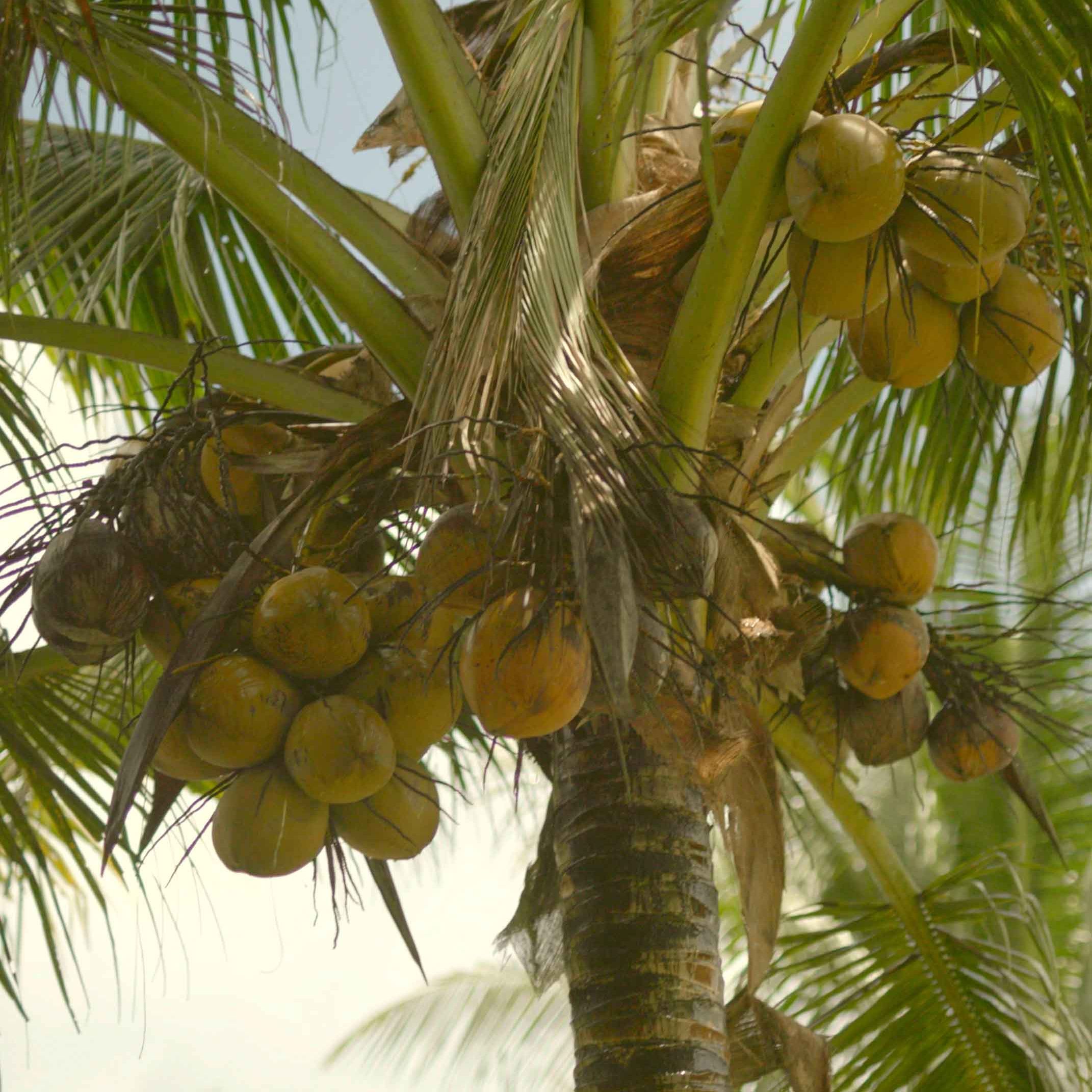Palm tree with coconuts