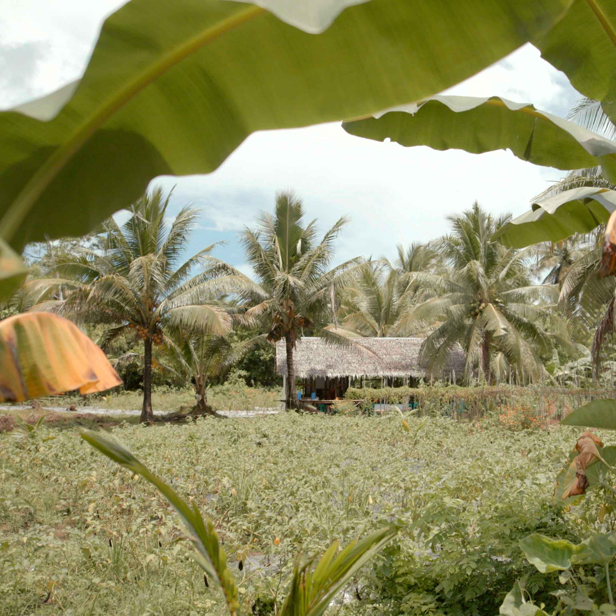 Coconut tree farm