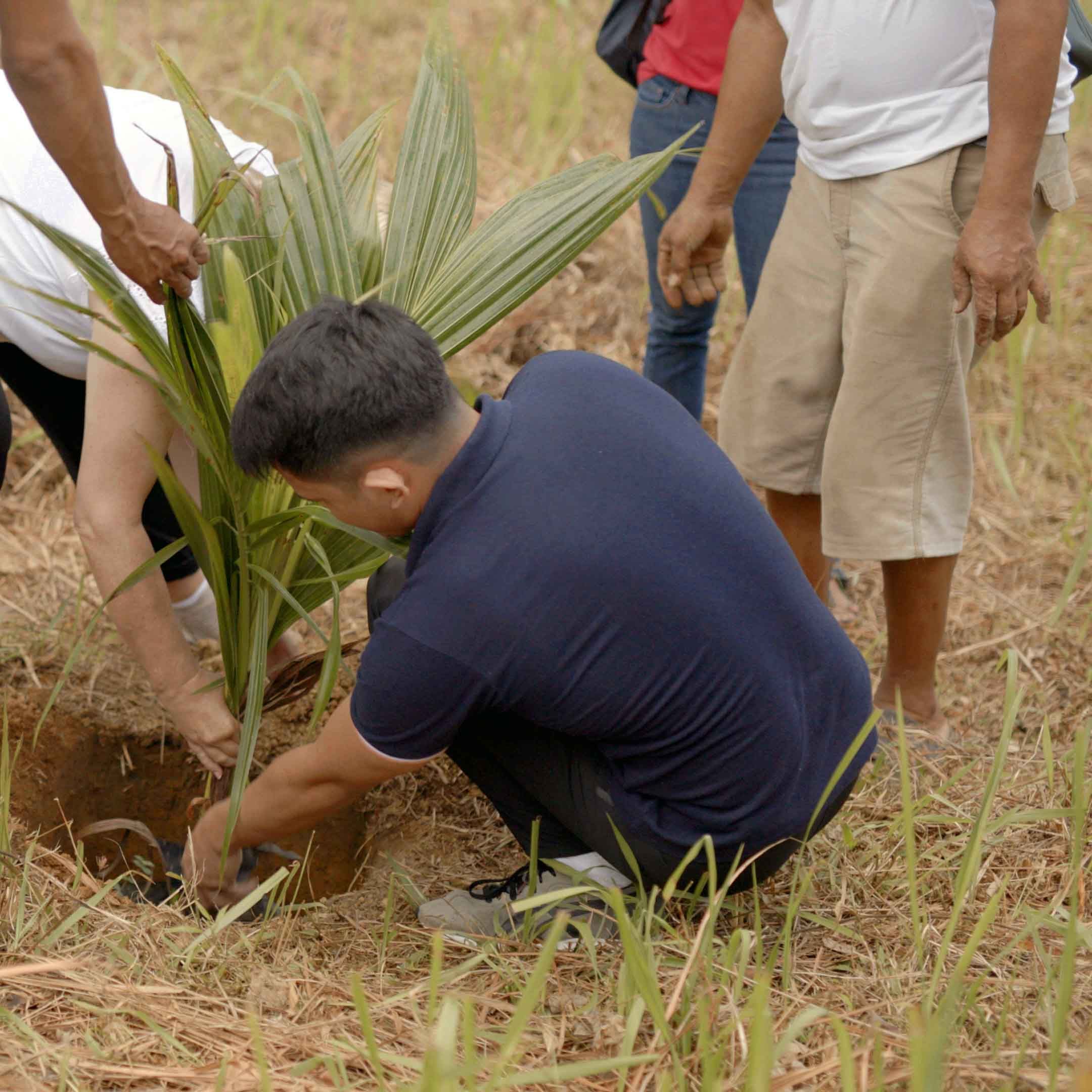 Planting a coconut palm tree