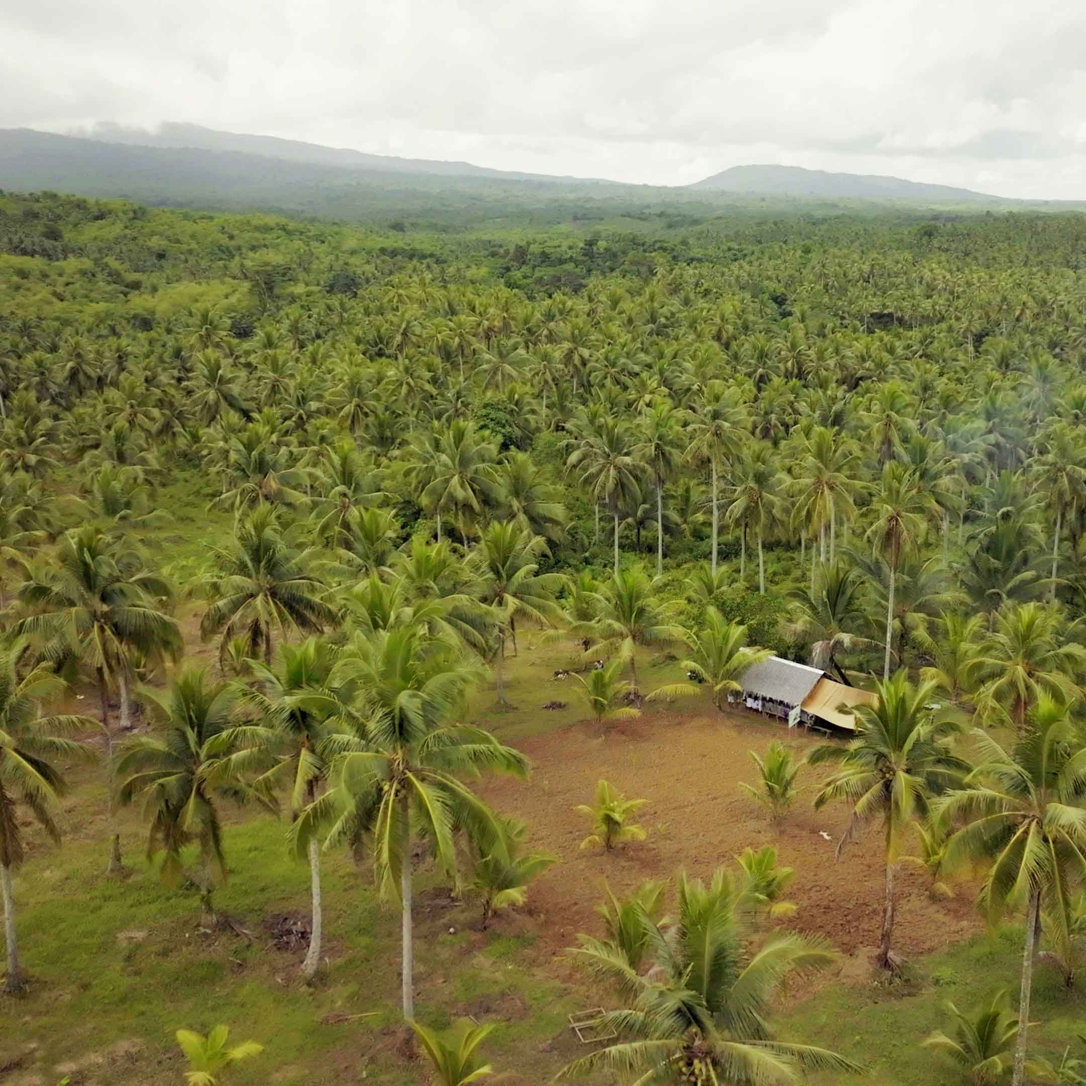 Coconut tree farm