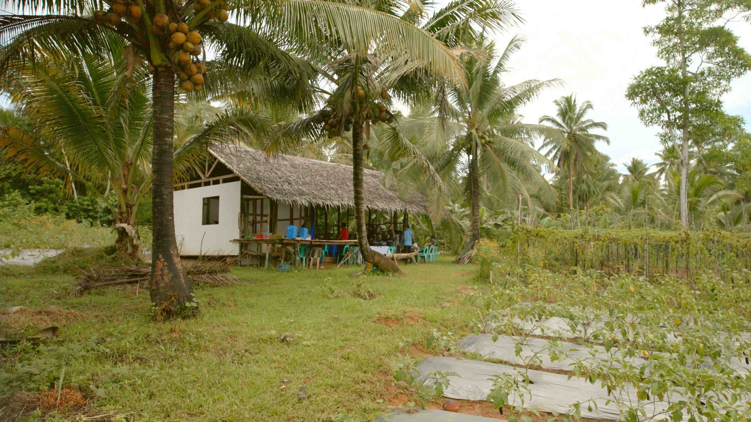 Coconut tree farm