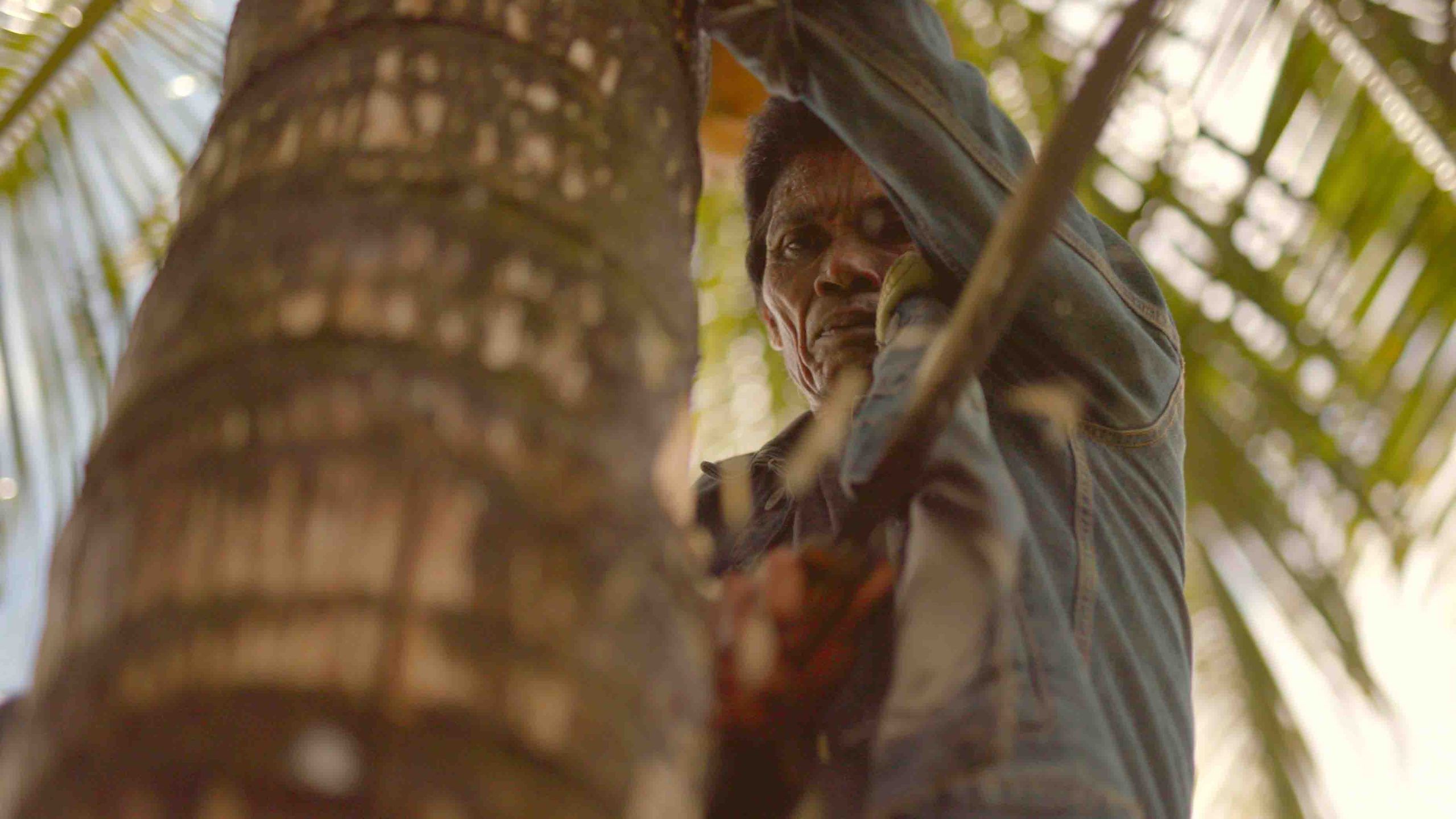 Man in a coconut tree