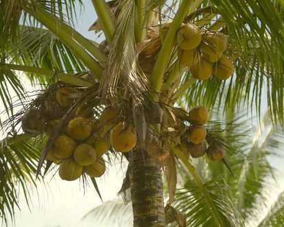 Tall coconut palm with clusters of green‑yellow coconuts hanging beneath wide fronds, sunlight filtering through leaves, tropical setting evoking natural freshness and island atmosphere.